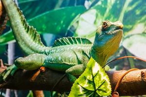 lizard close up photo