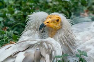 Common vulture Neophron percnopterus photo