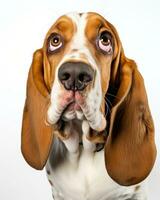 AI generated Basset Hound Dog Guilty Expression photo