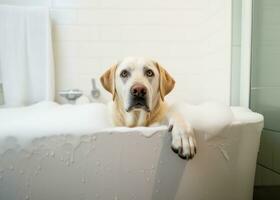 ai generado Labrador perdiguero perro en un bañera foto