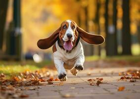 AI generated Funny Basset Houd Dog Running With Ears Flapping photo