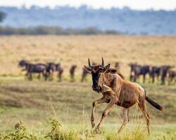 un migrando ñu corriendo en África campo foto