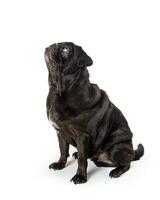 Black Pug Dog Sitting Looking Up photo