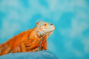 un naranja iguana en un azul antecedentes. lagarto. foto