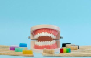 Wooden toothbrush and plastic model of dental jaw with white teeth on a blue background, oral hygiene photo