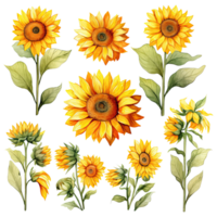 AI generated Watercolor sunflower illustration png