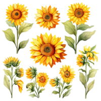 ai généré aquarelle tournesol illustration png