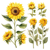 AI generated Watercolor sunflower illustration png