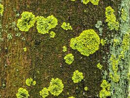 Natural natural background of texture of bark of living sycamore tree, overgrown with moss. Moss growing on large tree as natural backdrop photo