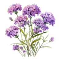 ai généré aquarelle statice fleur illustration png