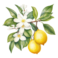 AI generated Watercolor lemon illustration png