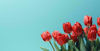 AI generated red tulips on a blue background with copy space photo