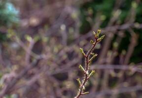 fragmento de un rama con brotes de rosa espinosissima en temprano primavera, comúnmente conocido como el rosa pimpinellifolia. foto