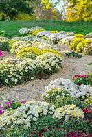 Fresh bright red, white and yellow chrysanthemums bushes in autumn garden photo