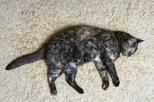 Doméstico carey gato mentiras en el alfombra en habitación, dormido mascota dentro casa. foto