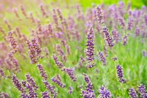 arbustos de lavanda flores en el jardín en atardecer, paisaje diseño. foto