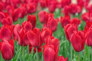 Red tulips flowers blooming in a park. Spring floral background. photo