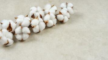 Dry cotton branch with fluffy flowers on light beige concrete textured background photo