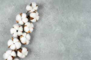 Dry cotton branch with fluffy flowers on light gray concrete textured background photo