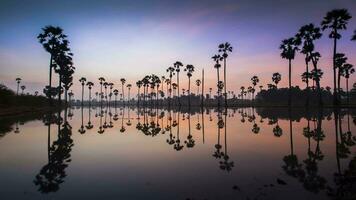 Palm trees are reflecting on water at sunrise timing video