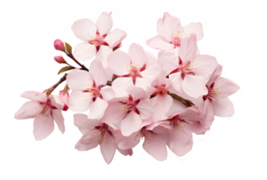 ai généré Cerise fleurs png