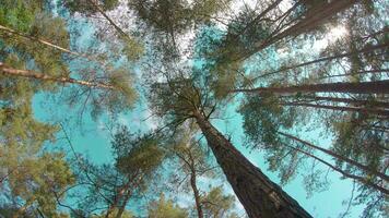 a piedi attraverso il pino foresta e guardare su per il alberi. parte inferiore Visualizza di pino corone a soleggiato estate giorno. il cielo può essere visto attraverso il cime di il alberi video