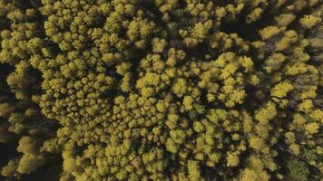 increíble otoño de el dorado bosque en contra el fondo de azul cielo. acortar. naturaleza reservar, gigante natural parque de mezclado conífero y caduco bosque. foto