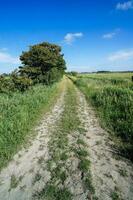 a dirt road in the middle of a grassy field photo