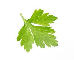 Parsley isolated on white photo