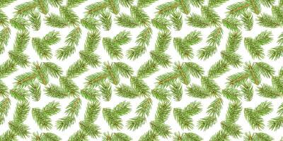 Fir tree branches seamless pattern, pine branch, Christmas conifer isolated on white background photo
