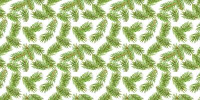 Fir tree branches seamless pattern, pine branch, Christmas conifer isolated on white background photo