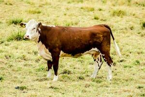 a brown and white cow standing in a grassy field photo