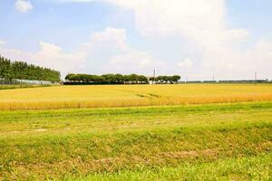 a field with trees in the background photo