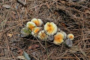 a group of mushrooms growing in the ground photo