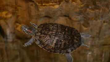 young turtle swimming , video