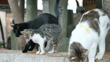 colonia de gatos alimentación. salvaje gatos vivo al aire libre. video