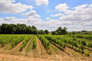 un viñedo campo foto