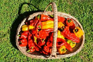 a basket filled with red and yellow peppers on the grass photo