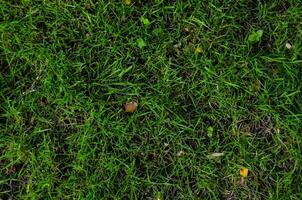 a green grass field with a few leaves photo