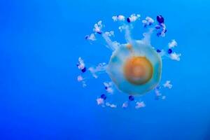 a jellyfish floating in the blue water photo