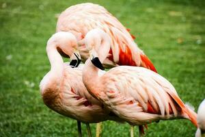 flamingos standing on the grass together photo