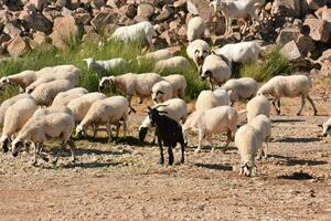 a herd of sheep and a black goat photo