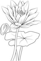 lirio de agua línea arte, floral vector ilustración, Clásico grabado estilo flores con lirio de agua aislado en blanco fondo, dibujado a mano botánico flor lirio de agua