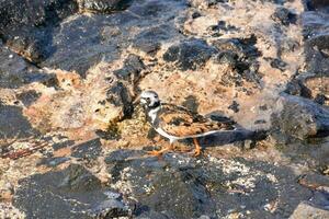 a bird is standing on the rocks near the water photo