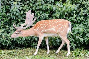 a deer with antlers standing in front of a bush photo