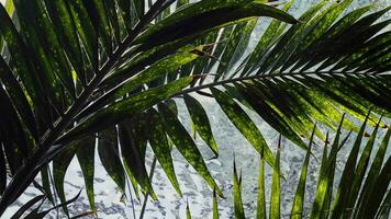 verde folhas e água piscina video