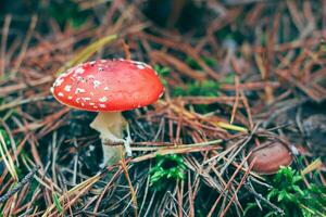 maduro amanita muscaria, conocido como el mosca agárico o mosca amanita. curación y medicinal seta con rojo gorra creciente en bosque. lata ser usado para micro dosificación, espiritual practicas y chamán rituales foto