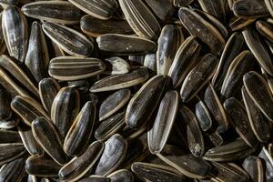 Non Salty Roasted Sunflower Seeds in Shell. A Culinary Canvas of Sunflower Kernels, Creating a Lively and Textured Background for Gourmet Cooking. Scattered Sun Flower Seeds - Top View, Flat Lay photo