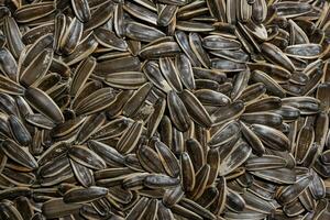 Non Salty Roasted Sunflower Seeds in Shell. A Culinary Canvas of Sunflower Kernels, Creating a Lively and Textured Background for Gourmet Cooking. Scattered Sun Flower Seeds - Top View, Flat Lay photo