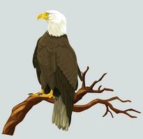 Vector of bald eagle.